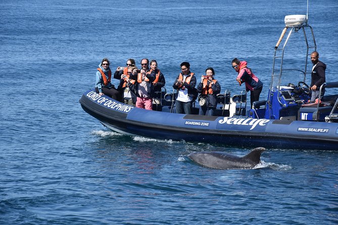 Sealife Sea Safari, Dolphin Watching with Marine Biologist's Lagos - The search for dolphins in the Atlantic