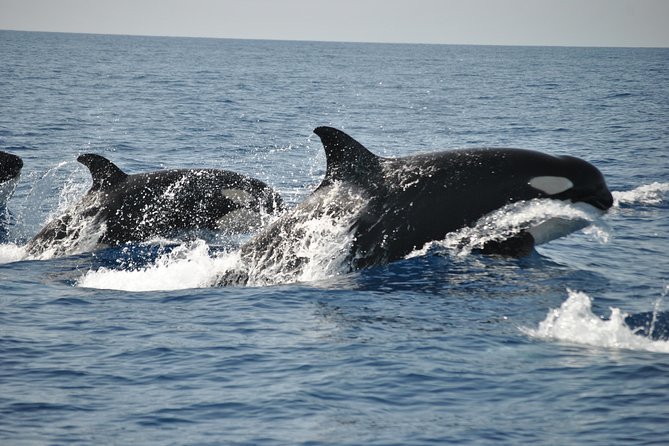 Sealife Sea Safari, Dolphin Watching with Marine Biologist's Lagos - Marine biologists who add meaning to the ride