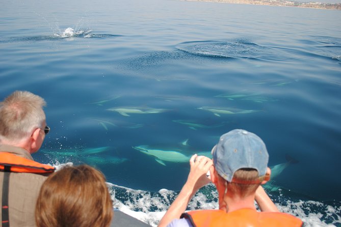 Sealife Sea Safari, Dolphin Watching with Marine Biologist's Lagos - A wildlife policy worth taking seriously