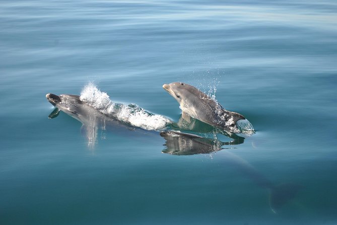 Sealife Sea Safari, Dolphin Watching with Marine Biologist's Lagos - How the $48.39 price measures up