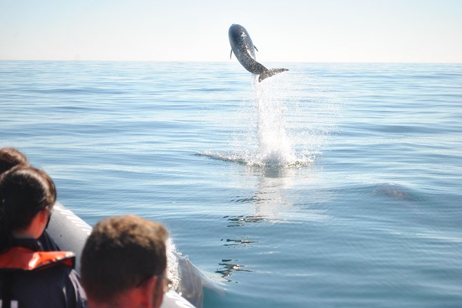 Sealife Sea Safari, Dolphin Watching with Marine Biologist's Lagos - Weather, comfort, and what to bring