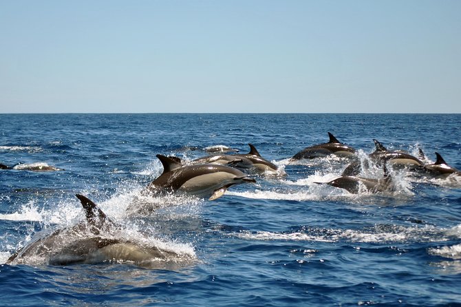 Sealife Sea Safari, Dolphin Watching with Marine Biologist's Lagos - Choosing between a rigid inflatable and catamaran