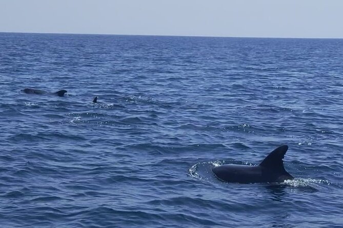 Sesimbra: Arrábida Dolphin and Whale Watching tour with biologist - Starting at Sesimbra Marina at 9:30