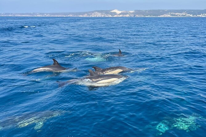 Sesimbra: Arrábida Dolphin and Whale Watching tour with biologist - Ribeira do Cavalo Beach and the Arrábida coast