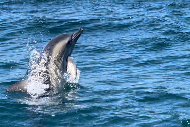 Sesimbra: Arrábida Dolphin and Whale Watching tour with biologist - Swimming and snorkeling around 12:15