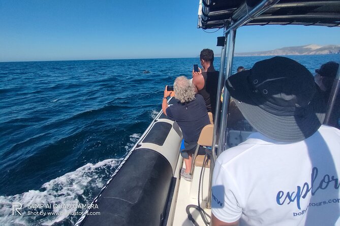 Sesimbra: Arrábida Dolphin and Whale Watching tour with biologist - Returning to Sesimbra at 1 p.m.