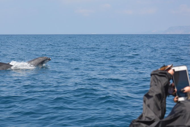Sesimbra: Arrábida Dolphin and Whale Watching tour with biologist - Who will get the most from this trip?