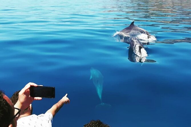 Sesimbra: Arrábida Dolphin and Whale Watching tour with biologist - Searching the Arrábida Maritime Park from 10:15
