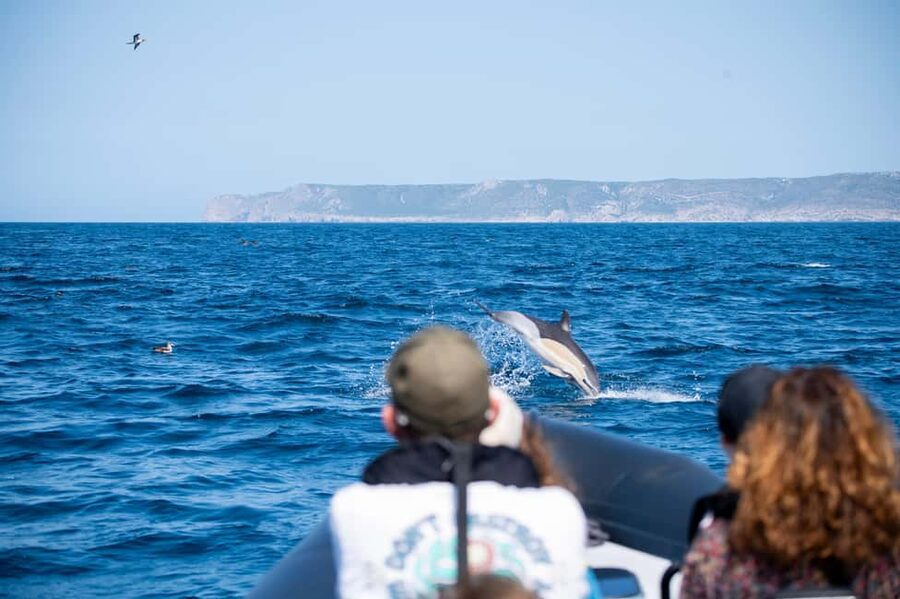 Sesimbra: Arrábida Dolphin Watching Boat Tour with Biologist - Key points to know before you book