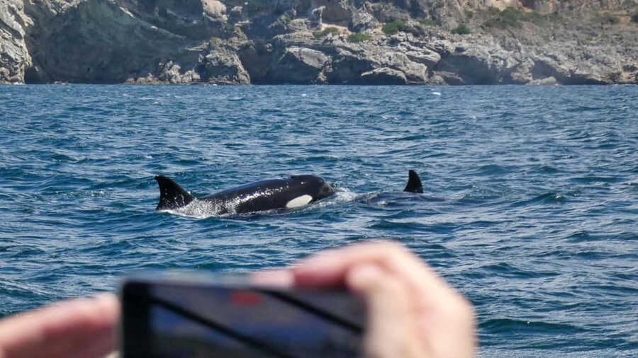 Sesimbra: Arrábida Dolphin Watching Boat Tour with Biologist - Leaving Sesimbra from the Espadarte pier