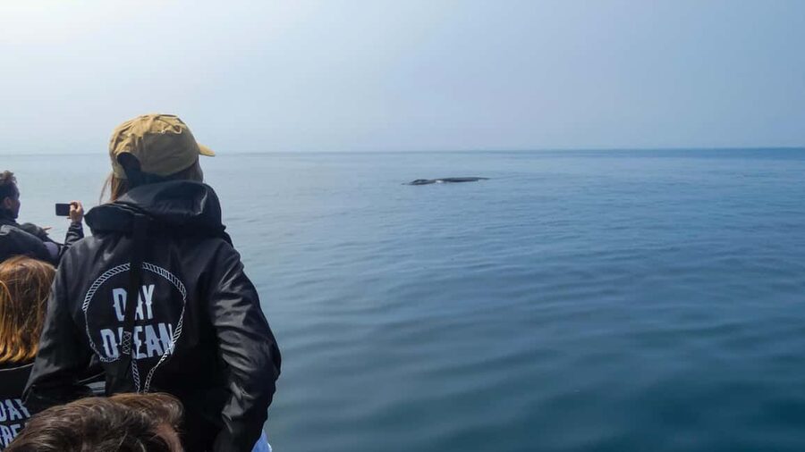 Sesimbra: Arrábida Dolphin Watching Boat Tour with Biologist - The first wildlife search near Arrábida