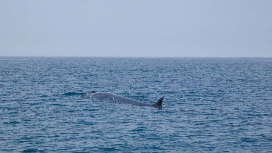 Sesimbra: Arrábida Dolphin Watching Boat Tour with Biologist - A second wildlife area and the value of patience