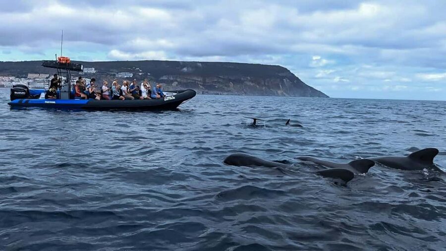 Sesimbra: Arrábida Dolphin Watching Boat Tour with Biologist - Praia da Mijona and the quieter side of the coast