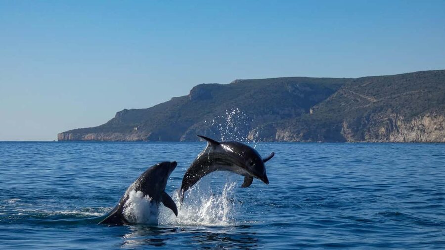 Sesimbra: Arrábida Dolphin Watching Boat Tour with Biologist - Ribeiro do Cavalo Beach: swimming and clear water