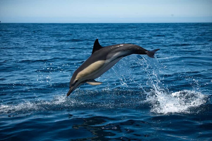 Sesimbra: Arrábida Dolphin Watching Boat Tour with Biologist - Why the marine biologist changes the trip
