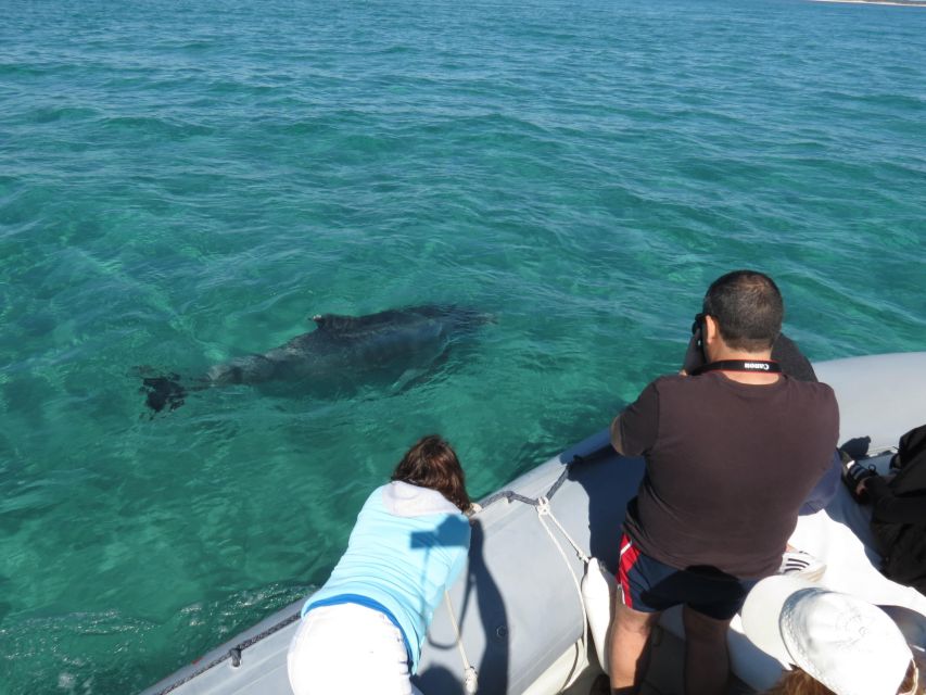 Setúbal: Dolphin Watching Boat Tour - Who will enjoy this boat trip most?