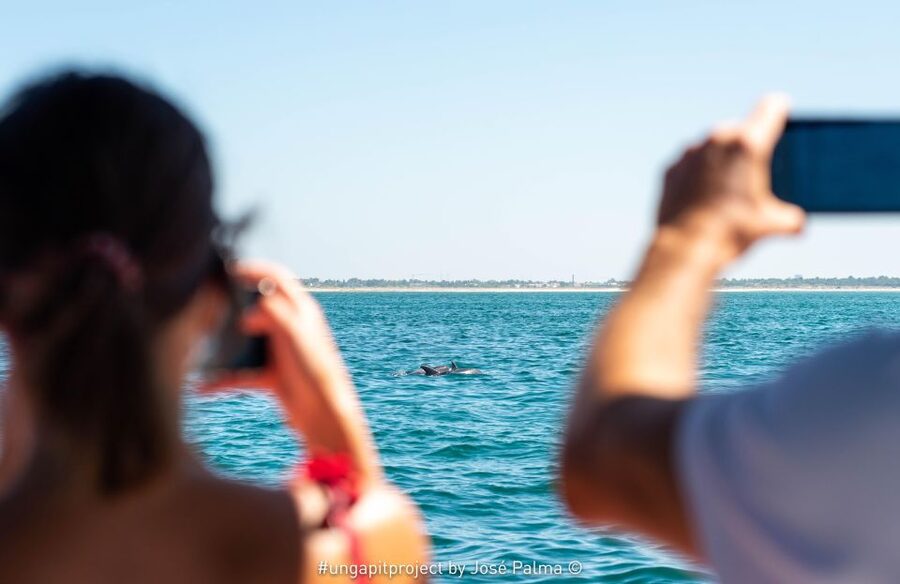 Setúbal: Dolphin-Watching Boat Tour - What a Dolphin Encounter Can Look Like