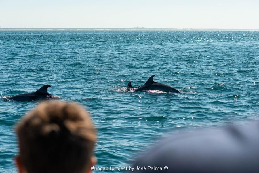 Setúbal: Dolphin-Watching Boat Tour - Guides, Skippers, and the Feel of the Boat