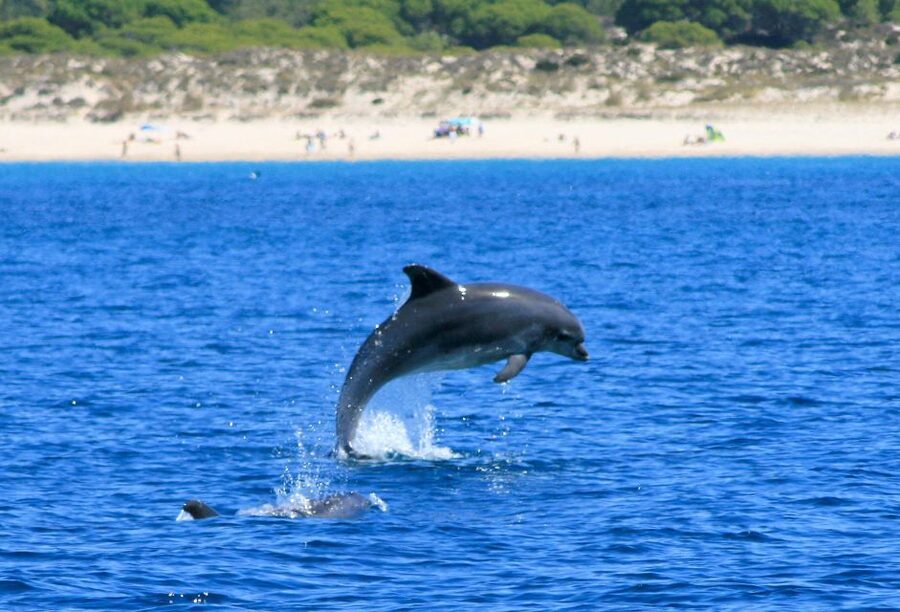 Setúbal: Dolphin-Watching Boat Tour - The Troia Peninsula and Small Islands