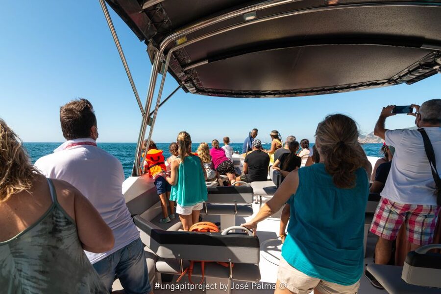 Setúbal: Dolphin-Watching Boat Tour - Is $43 a Fair Price?