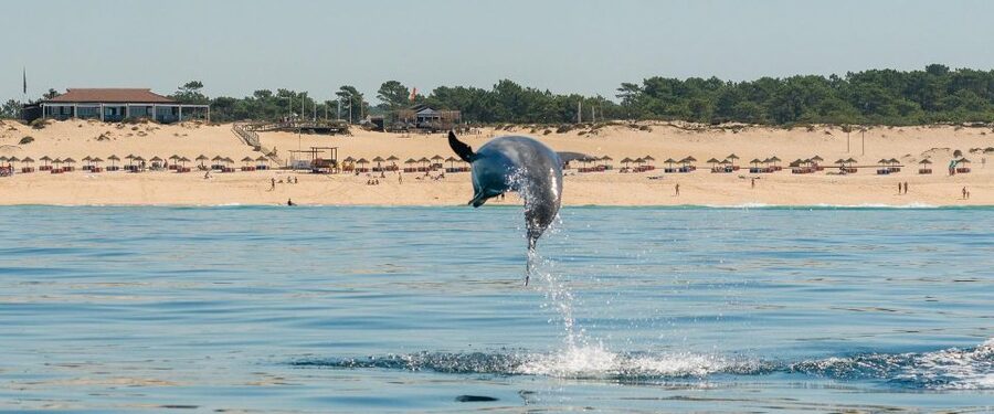 Setúbal: Dolphin Watching Boat Tour - The guides, languages, and wildlife care