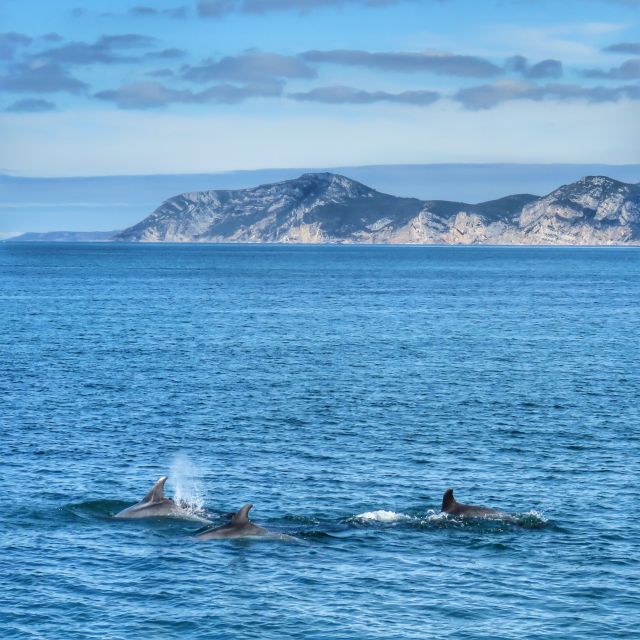 Setúbal: Dolphin Watching Tour - The dolphin search is the heart of the trip