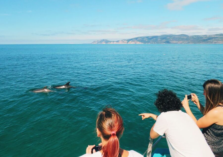 Setúbal: Dolphin Watching Tour - What is included, and what costs extra