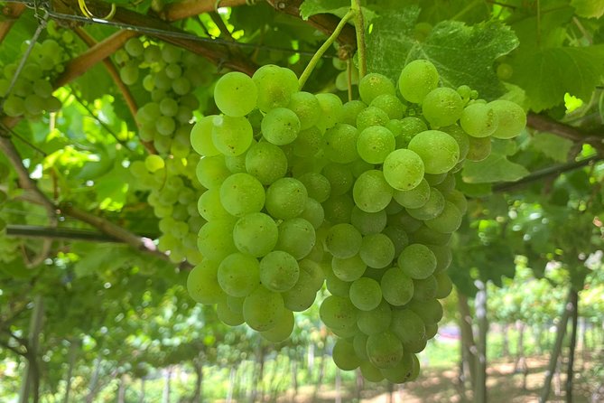 Signature Wine Tastings, Skywalk, Nature 4x4 Open Roof Expedition - São Vicente: vineyards with a sense of place