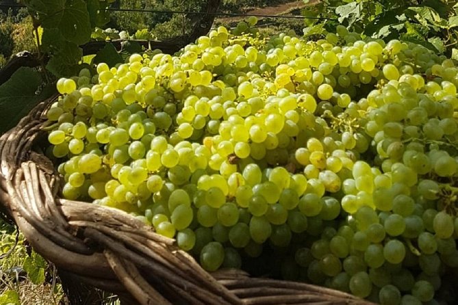 Signature Wine Tastings, Skywalk, Nature 4x4 Open Roof Expedition - Camara de Lobos and Madeira wine