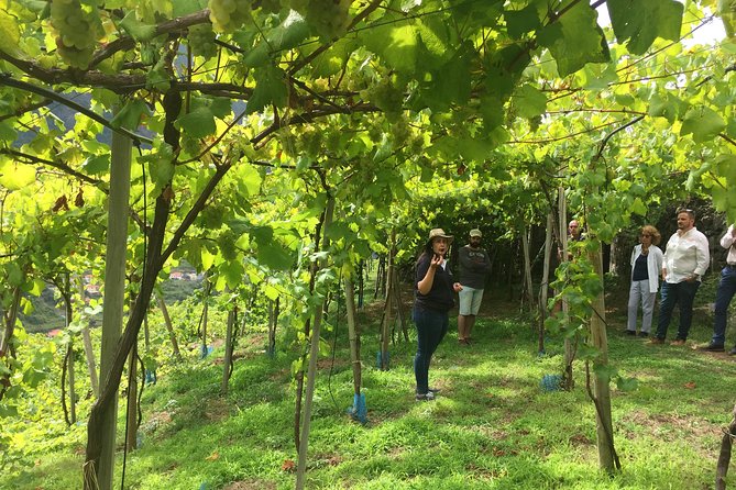 Signature Wine Tastings, Skywalk, Nature 4x4 Open Roof Expedition - Lunch costs extra, but it may be worth it