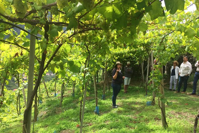 Skywalk with Wines Tasting and Vineyards Half day 4x4 Adventure - Quinta Barbusano and the steep vineyard walk