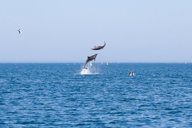 Small Group Dolphin and Wildlife Watching Tour in Faro - Crossing the Ria Formosa toward open water