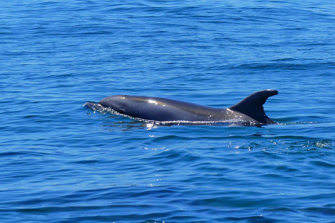 Small Group Dolphin and Wildlife Watching Tour in Faro - Wildlife watching without chasing the animals