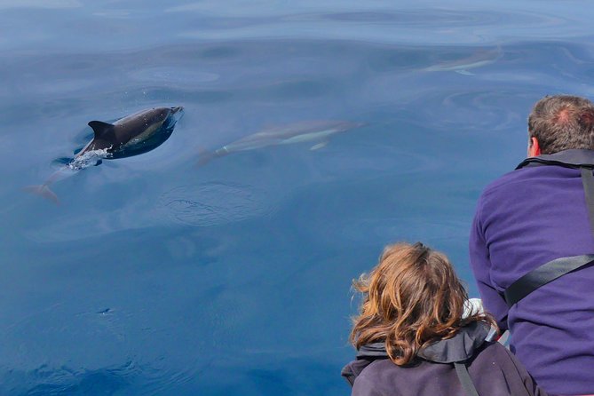 Small Group Dolphin and Wildlife Watching Tour in Faro - What the boat feels like in real conditions