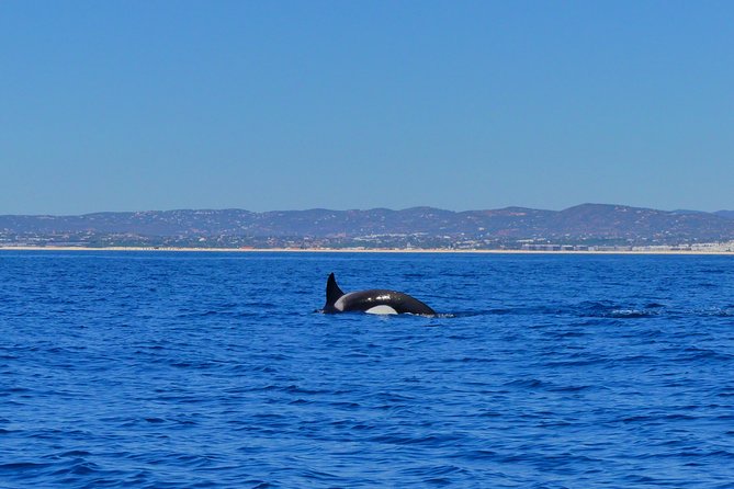 Small Group Dolphin and Wildlife Watching Tour in Faro - Why the morning departure makes sense