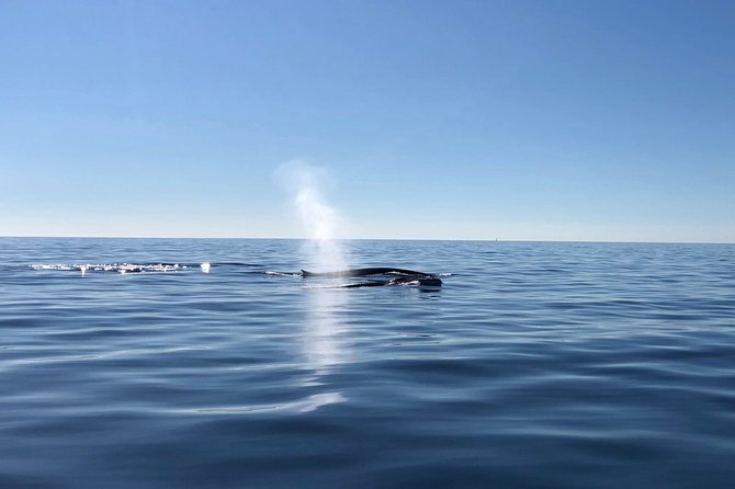 Small Group Dolphin and Wildlife Watching Tour in Faro - Price, value, and what you are really paying for