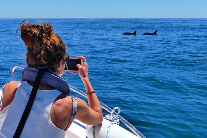 Small Group Dolphin and Wildlife Watching Tour in Faro - Who should book this Faro boat trip