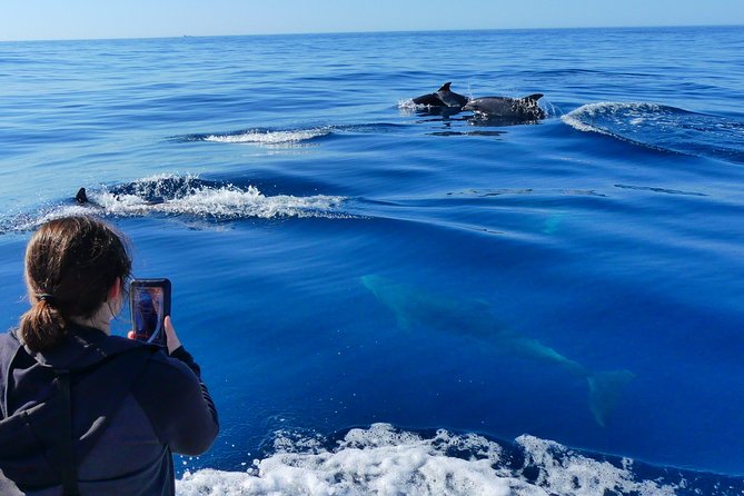 Small Group Dolphin and Wildlife Watching Tour in Faro - Searching for dolphins in the Atlantic
