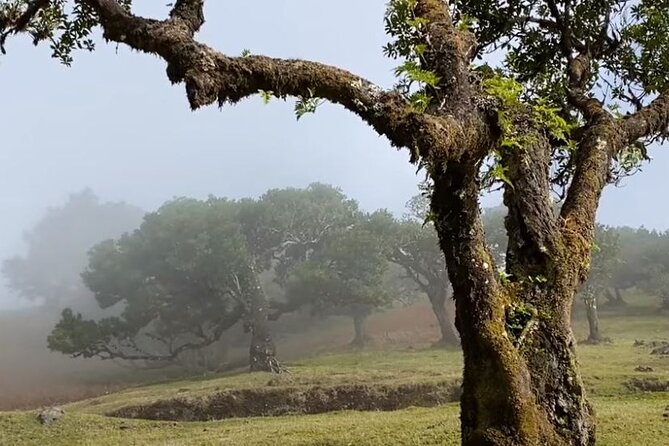 Small Group West Tour Waterfalls & Fanal Forest Tour - Fanal Forest and Its Old Laurel Trees