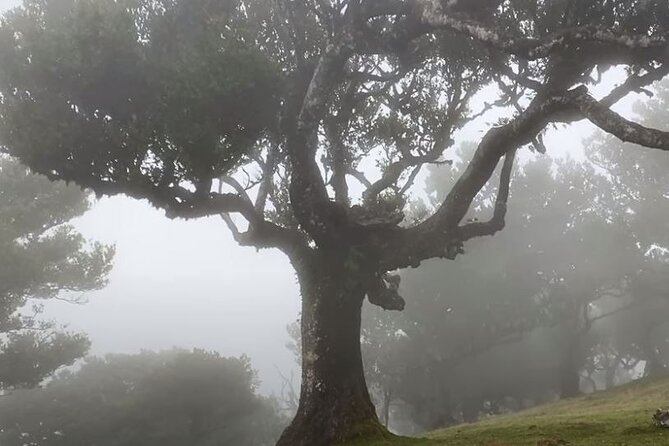 Small Group West Tour Waterfalls & Fanal Forest Tour - Porto Moniz: Two Hours by the Lava Pools