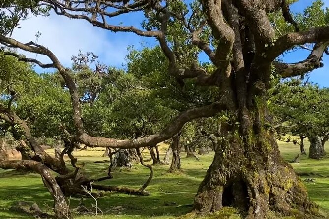 Small Group West Tour Waterfalls & Fanal Forest Tour - Cabo Girão at 580 Meters