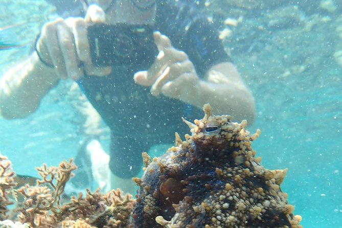 Snorkeling Tour - What makes this snorkeling outing worth considering