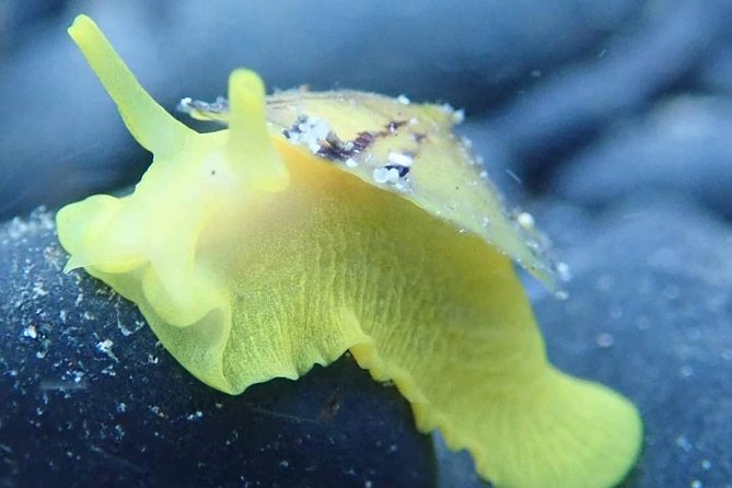 Snorkeling Tour - A three-hour outing built around easy water time