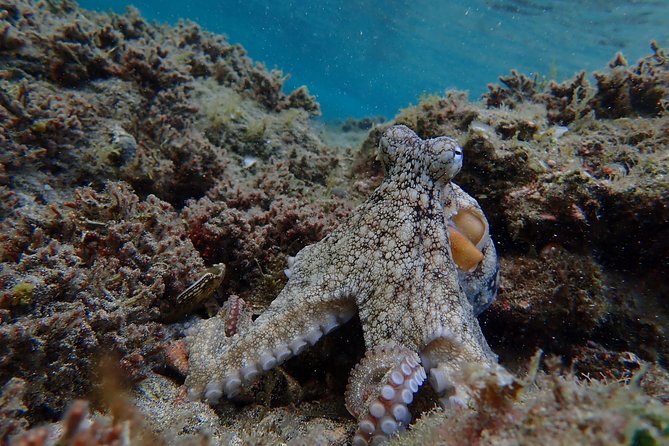 Snorkeling Tour - The value of the $59.28 price