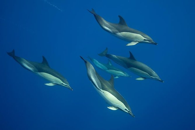 Swim with Wild Dolphins in the Azores - Key points to know before you book