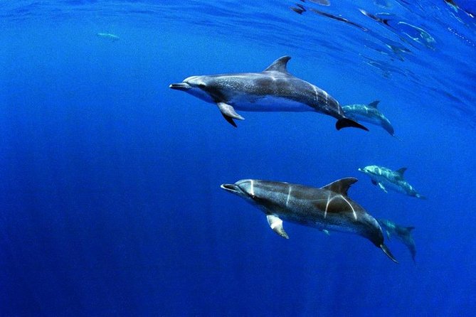 Swim with Wild Dolphins in the Azores - Starting at Picos de Aventura in Ponta Delgada