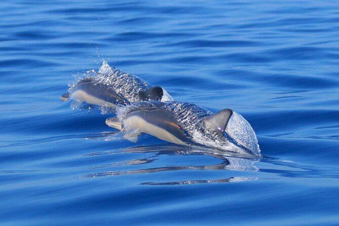 Swim with Wild Dolphins in the Azores - Entering the open ocean near a pod
