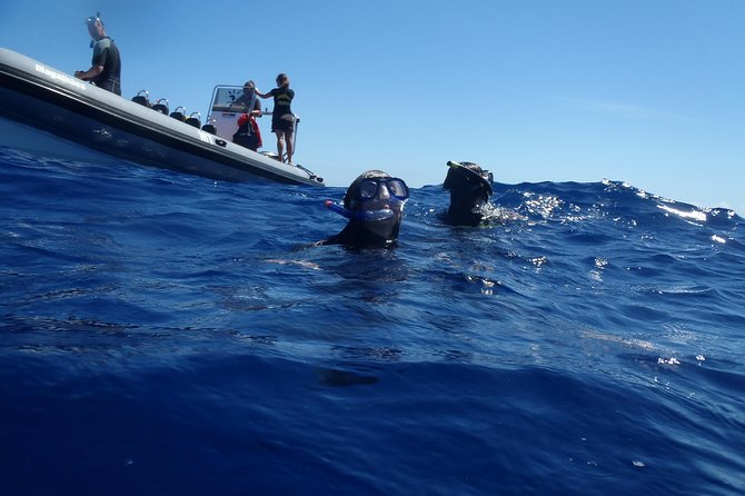 Swim with Wild Dolphins in the Azores - Respecting dolphins instead of chasing them