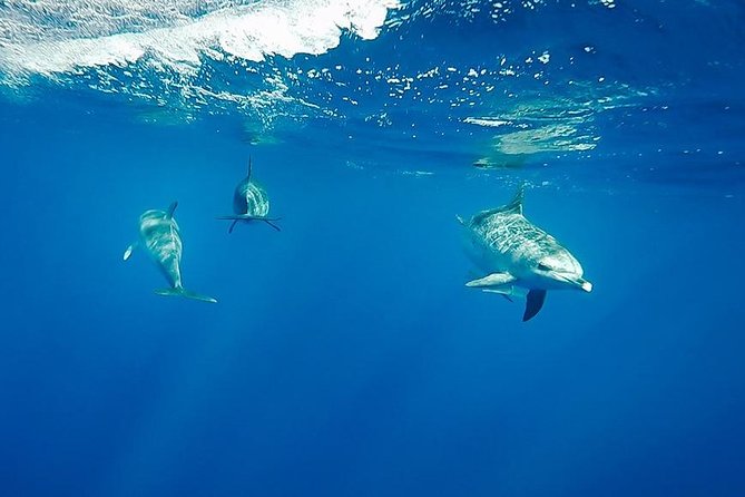 Swim with Wild Dolphins in the Azores - What the eight-person boat trip feels like