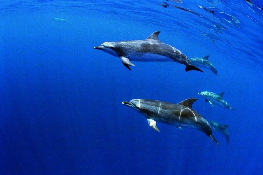 Terceira: Half-Day Dolphin and Whale Watching Tour - Practical booking advice for Terceira